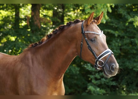 Oldenburger, Stute, 5 Jahre, 168 cm, Dunkelfuchs