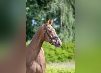 Oldenburger, Wallach, 4 Jahre, 174 cm, Fuchs