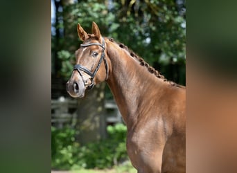 Oldenburger, Wallach, 4 Jahre, 174 cm, Fuchs