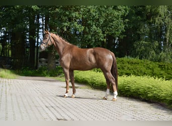 Oldenburger, Wallach, 4 Jahre, 174 cm, Fuchs