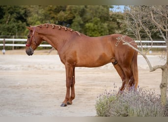 PRE Mix, Hengst, 3 Jahre, 165 cm, Dunkelfuchs