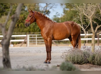 PRE Mix, Hengst, 3 Jahre, 165 cm, Dunkelfuchs