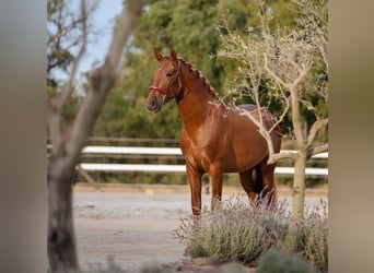 PRE Mix, Hengst, 3 Jahre, 165 cm, Dunkelfuchs