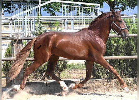 PRE Mix, Hengst, 3 Jahre, 165 cm, Fuchs