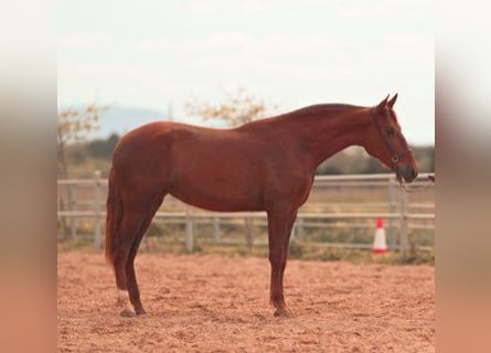 PRE, Stute, 3 Jahre, 165 cm, Fuchs