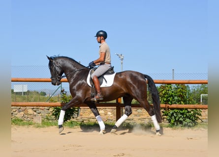 PRE, Wallach, 4 Jahre, 167 cm, Rappe