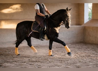 PRE, Wallach, 5 Jahre, 172 cm, Rappschimmel