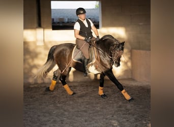 PRE, Wallach, 5 Jahre, 172 cm, Rappschimmel