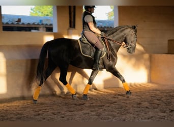 PRE, Wallach, 5 Jahre, 172 cm, Rappschimmel