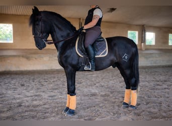 PRE, Wallach, 5 Jahre, 172 cm, Rappschimmel