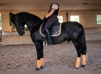 PRE, Wallach, 5 Jahre, 172 cm, Rappschimmel