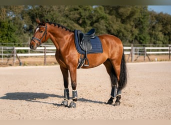 PRE, Wallach, 6 Jahre, 166 cm, Rotbrauner