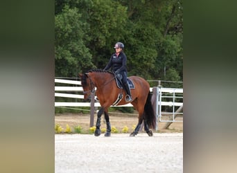 PRE, Wallach, 7 Jahre, 175 cm, Rotbrauner