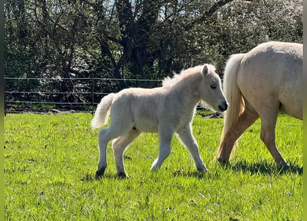 Shetland Ponys, Hengst, Fohlen (04/2026), 103 cm, Dunalino