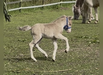Shetland Ponys, Hengst, Fohlen (05/2026), 104 cm, Champagne