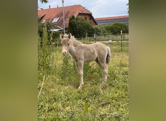 Shetland Ponys, Hengst, Fohlen (05/2026), 104 cm, Champagne