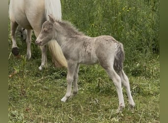 Shetland Ponys, Hengst, Fohlen (05/2026), 104 cm, Champagne