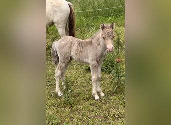 Shetland Ponys, Hengst, Fohlen (05/2026), 104 cm, Champagne