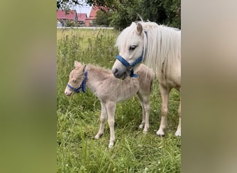 Shetland Ponys, Hengst, Fohlen (05/2026), 104 cm, Champagne