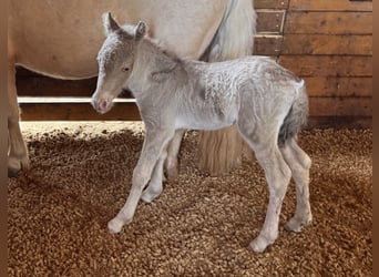 Shetland Ponys, Hengst, Fohlen (05/2026), 104 cm, Champagne