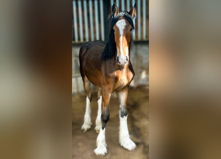 Shire Horse, Hengst, 1 Jahr