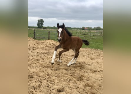 Shire Horse Mix, Stute, Fohlen (04/2026), Brauner