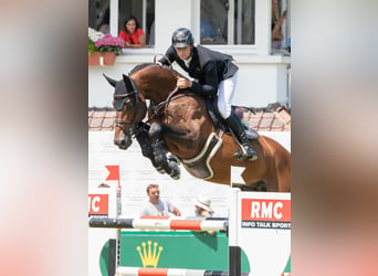 Spanisches Sportpferd, Unbekannt, Embryo