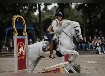 Camargue, Hengst, 18 Jahre, 147 cm, Schimmel