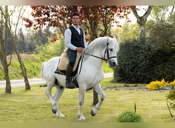 Camargue, Hengst, 18 Jahre, 147 cm, Schimmel