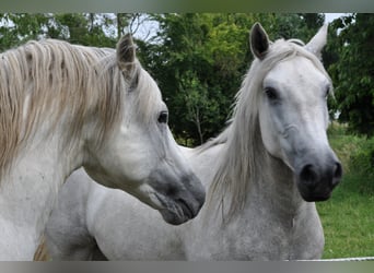 Camargue, Hengst, 18 Jahre, 147 cm, Schimmel