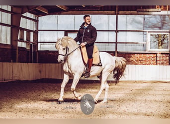 Camargue, Hengst, 18 Jahre, 147 cm, Schimmel