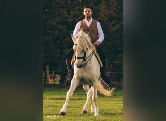 Camargue, Hengst, 18 Jahre, 147 cm, Schimmel