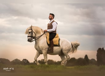 Camargue, Hengst, 18 Jahre, 147 cm, Schimmel