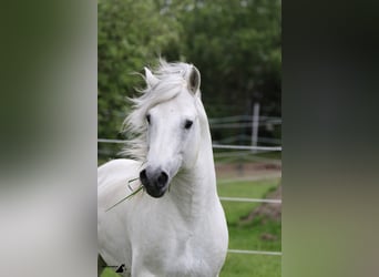 Camargue, Hengst, 18 Jahre, 147 cm, Schimmel