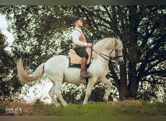 Camargue, Hengst, 18 Jahre, 147 cm, Schimmel