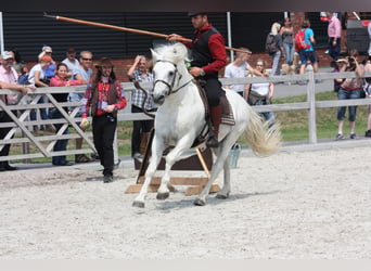 Camargue, Hengst, 18 Jahre, 147 cm, Schimmel