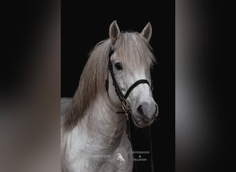 Camargue, Hengst, 18 Jahre, 147 cm, Schimmel
