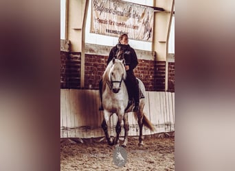 Camargue, Hengst, 17 Jahre, 150 cm, Schimmel