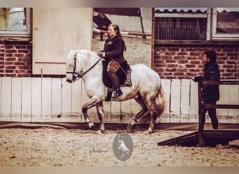 Camargue, Hengst, 17 Jahre, 150 cm, Schimmel