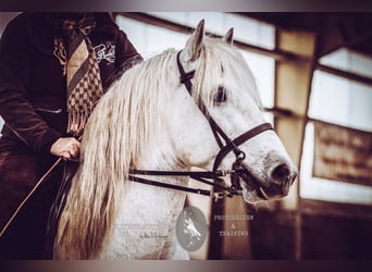 Camargue, Hengst, 17 Jahre, 150 cm, Schimmel