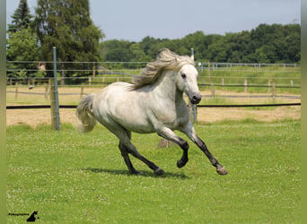 Camargue, Hengst, 17 Jahre, 150 cm, Schimmel