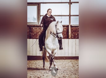 Camargue, Hengst, 17 Jahre, 150 cm, Schimmel