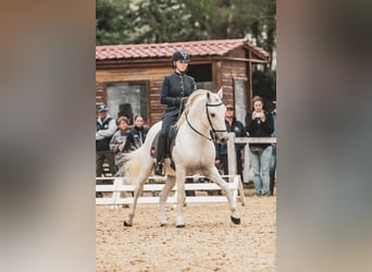 Camargue, Hengst, 17 Jahre, 150 cm, Schimmel