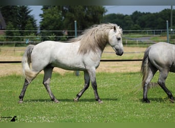 Camargue, Hengst, 17 Jahre, 150 cm, Schimmel