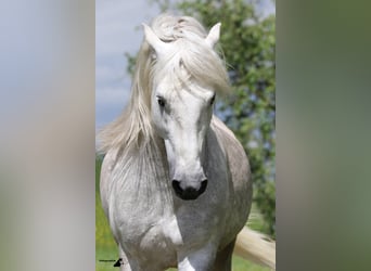 Camargue, Hengst, 17 Jahre, 150 cm, Schimmel