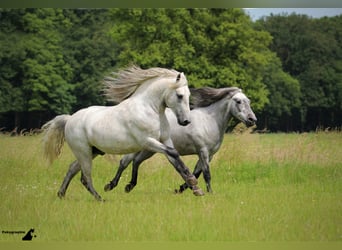 Camargue, Hengst, 17 Jahre, 150 cm, Schimmel