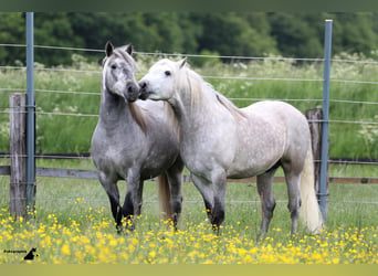 Camargue, Hengst, 17 Jahre, 150 cm, Schimmel