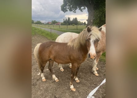 Weitere Ponys/Kleinpferde Mix, Wallach, 5 Jahre, 110 cm, Dunkelfuchs
