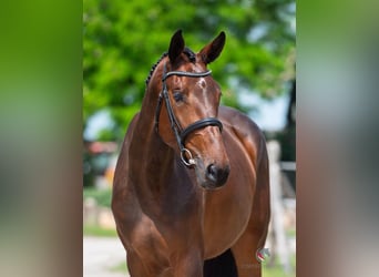 Weitere Warmblüter, Unbekannt, Embryo