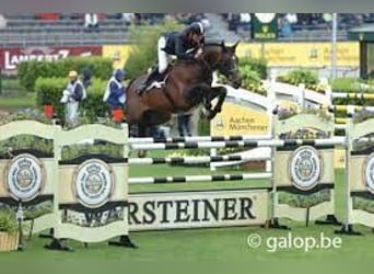 Weitere Warmblüter, Hengst, Embryo